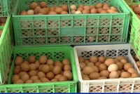 价格大跳水!商户:“降至近几年最低”,广东阿妈坐不住了