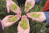 金鸡布村“点茶成金”